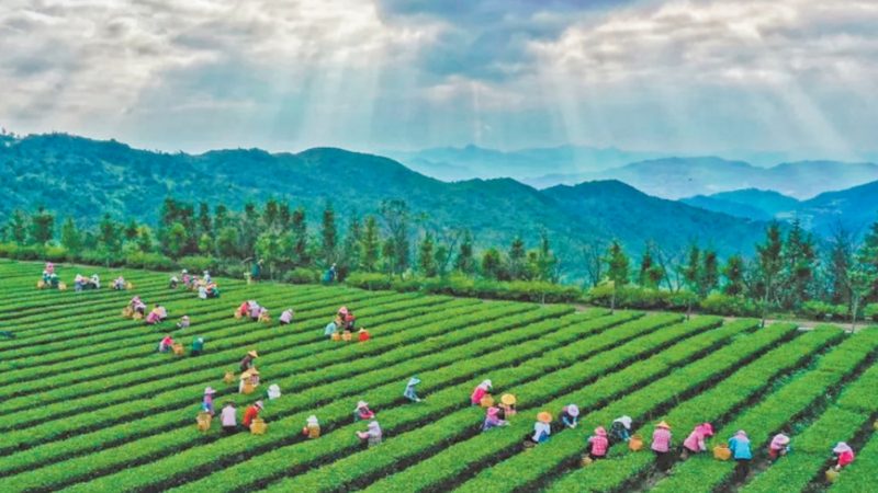 杨梅种植基地：如何选择优质批发采购源**