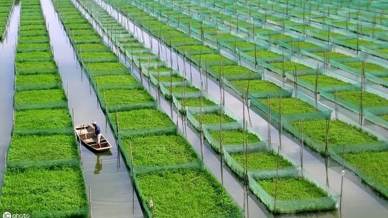 果蔬配送区域代理加盟：标准规范与市场洞察
