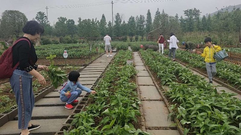从播种到采收：不同农业种植方法的流程与效果对比
