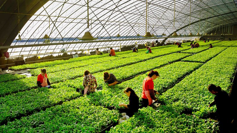 云南花卉种植病虫害防治：注意事项与科学方法