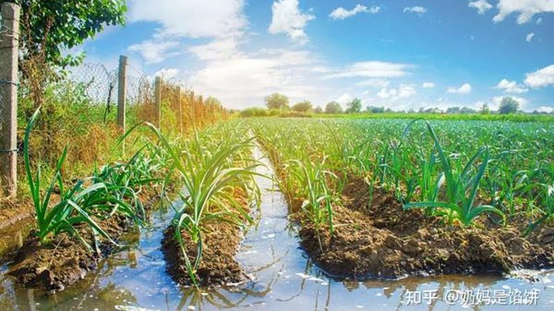 农民专业合作社分红比例：合理分配的奥秘